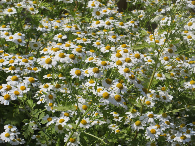 TANACETUM  PARTHENIUM  FEVERFEW 21-07-2021 15-25-13.JPG