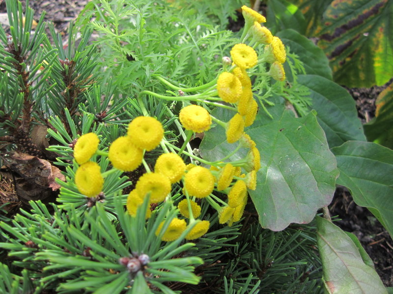 TANACETUM  VULGARE  ISLA  GOLD 05-11-2011 15-03-55.JPG