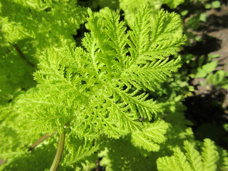 TANACETUM  VULGARE  ISLA  GOLD 14-07-2021 15-31-26.JPG