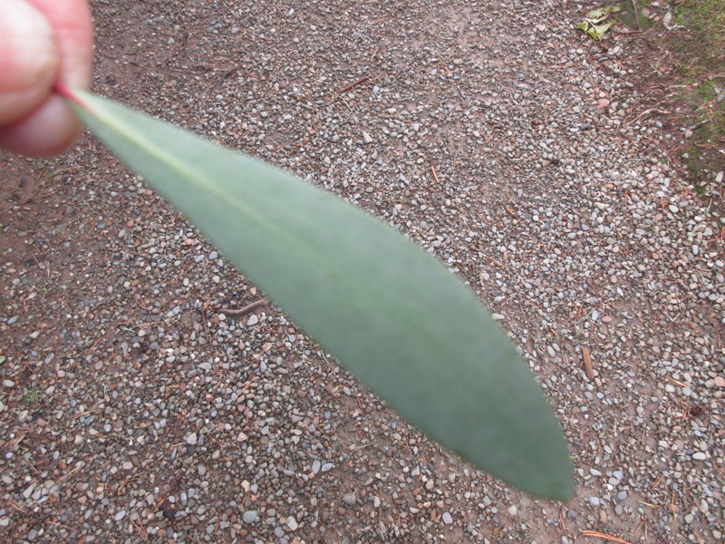 TASMANNIA  LANCEOLATA   SYN  DRIMYS  LANCEOLATA 18-09-2021 10-08-24.JPG