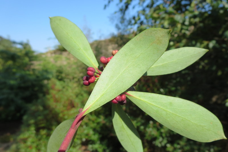 TASMANNIA  LANCEOLATA  SYN  DRIMYS  LANCEOLATA  23-08-2015 14-58-52.JPG