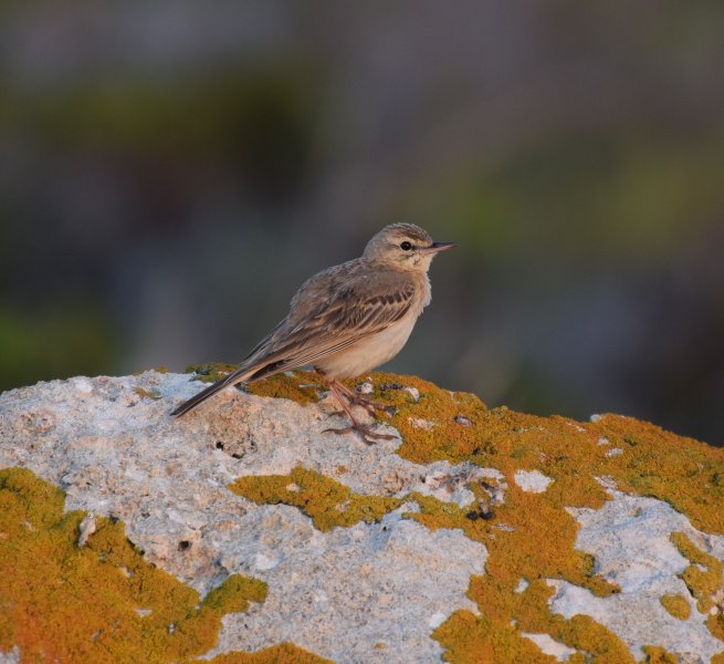 Tawny  pipit 2.jpg