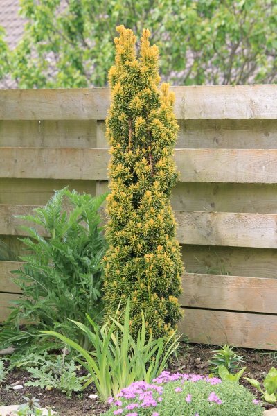 Taxus (Yew).JPG