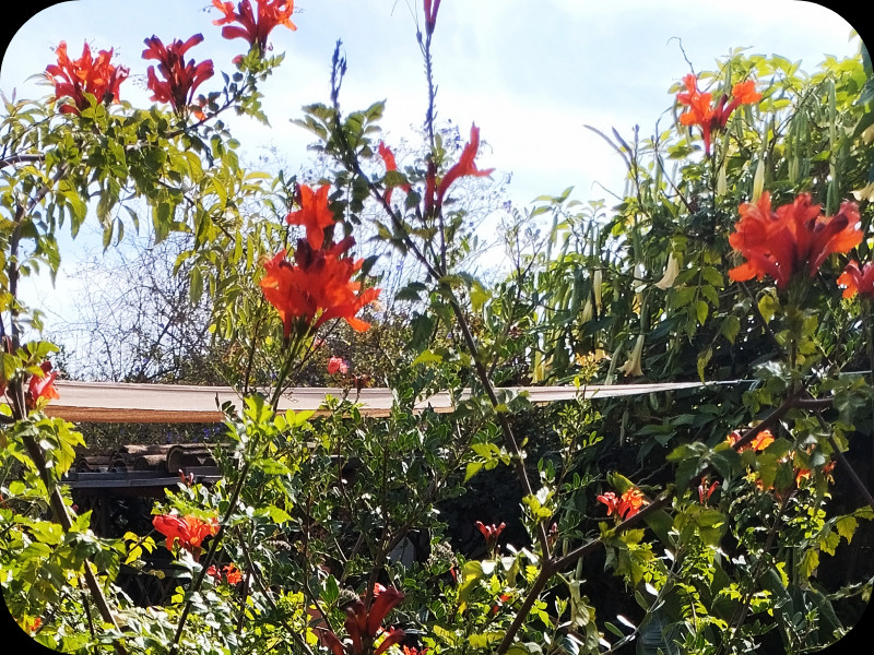 Tecomaria Bloom 20 Oct 24.jpg