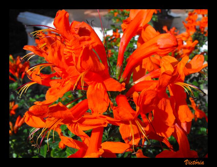 Tecomaria capensis.jpg