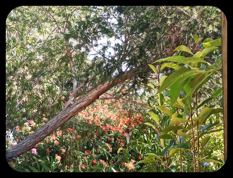 Tecomaria through the Trees 24 Sep 22.jpg