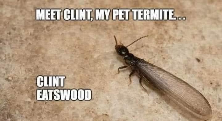 termite.jpg