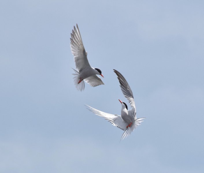 terns 3.jpg