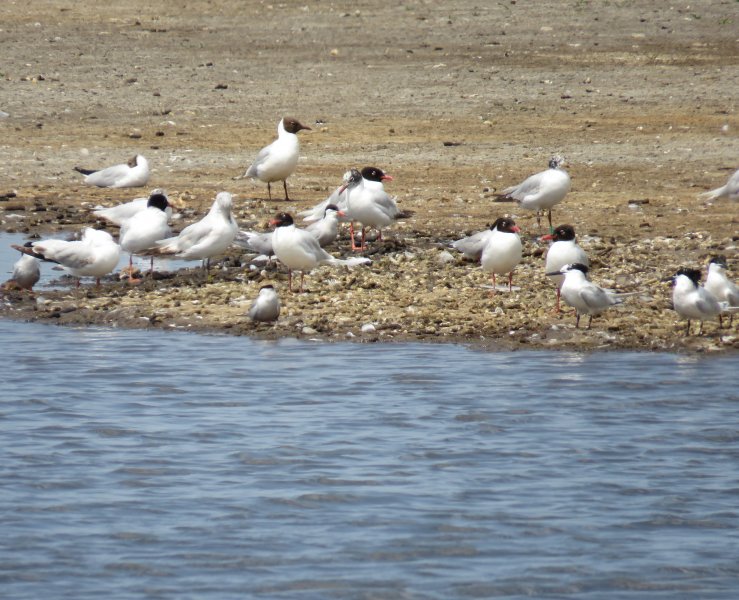 terns and gulls.JPG