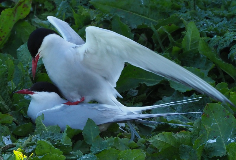 Terns.jpg