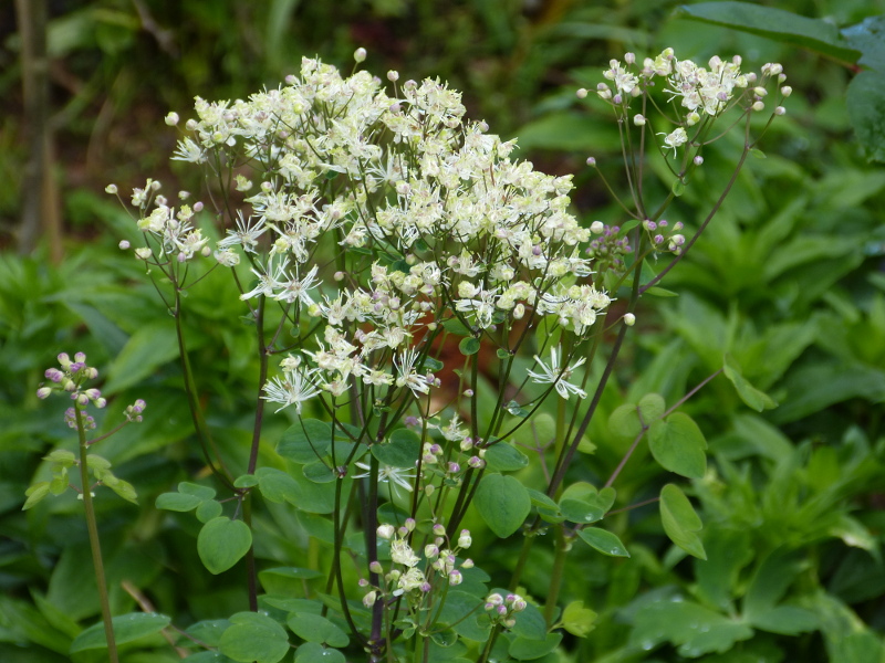 Thalictrum aquilegiifolium.JPG