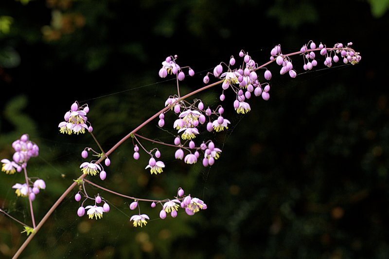 Thalictrum-pink-4.jpg