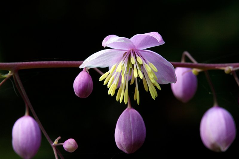 Thalictrum-pink-close.jpg