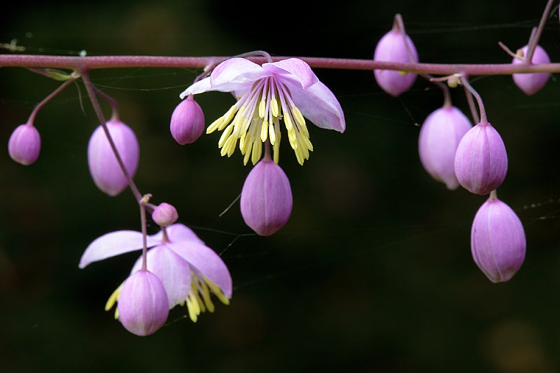 Thalictrum-pink-f22-2.jpg