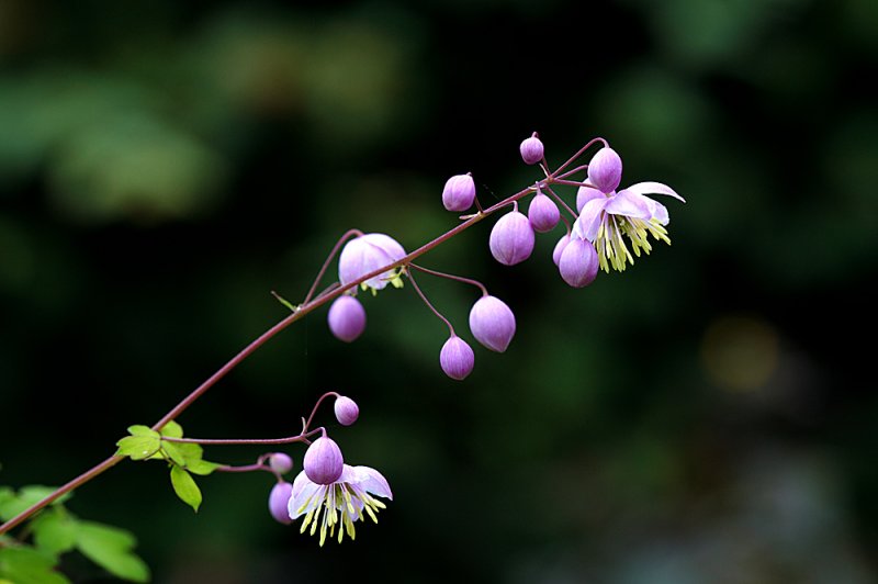 Thalictrum-pink-f9.5.jpg