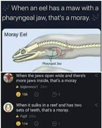 That's a moray.jpg