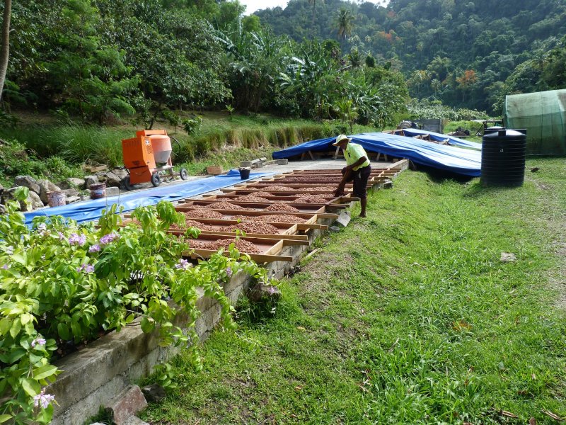 The story of chocolate  beans drying in the sun.jpg