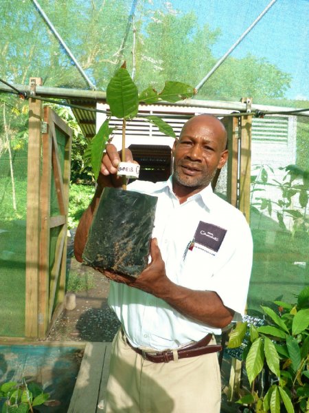 The story of chocolate -Cuthbert Monroque with GC's cocoa plant.jpg