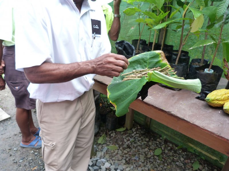 The story of chocolate  cuttings from the gene  pool for todays graftings.jpg