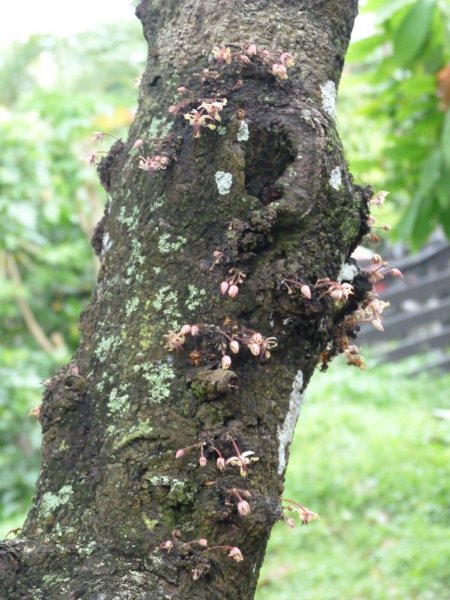 The story of chocolate  flowers on the trunk of the Cocoa tree.jpg