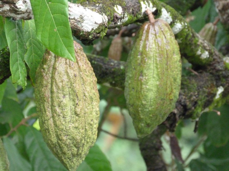 The story of chocolate. green pods that will ripen yellow.jpg