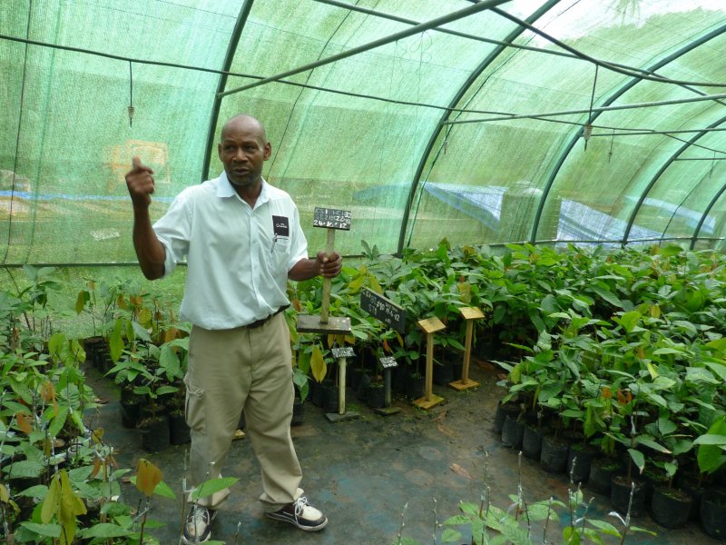 The story of chocolate.  in the poly tunnel with recently grafted trees.jpg