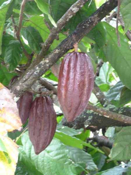 The story of chocolate.  nearly ripe purple pods.jpg