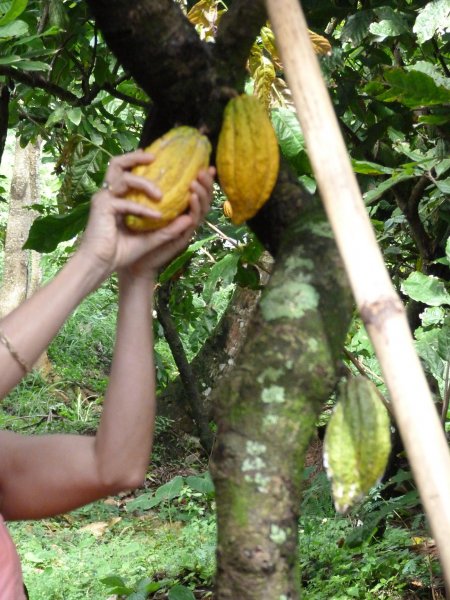 The story of chocolate twisting a yellow pod from the tree.jpg