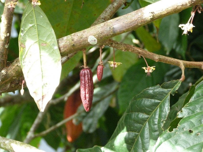 The story of chocolate  young pods developing.jpg