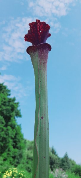 The Triffid.jpg