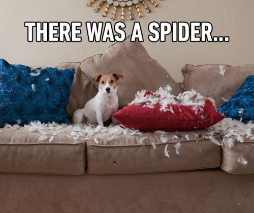 There was a spider.jpg