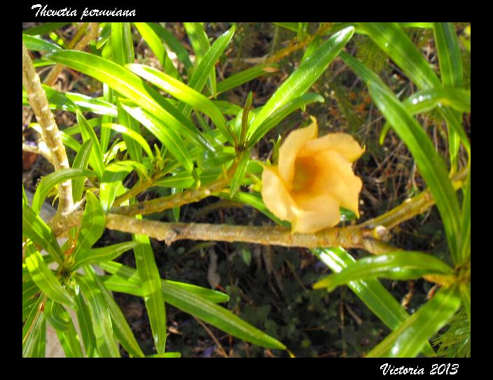 Thevetia peruviana 12 Jun 13.jpg