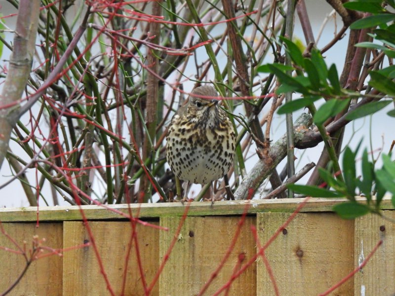 thrush 1.JPG