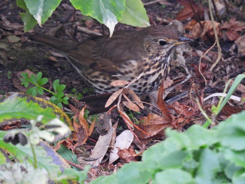 thrush 3.JPG