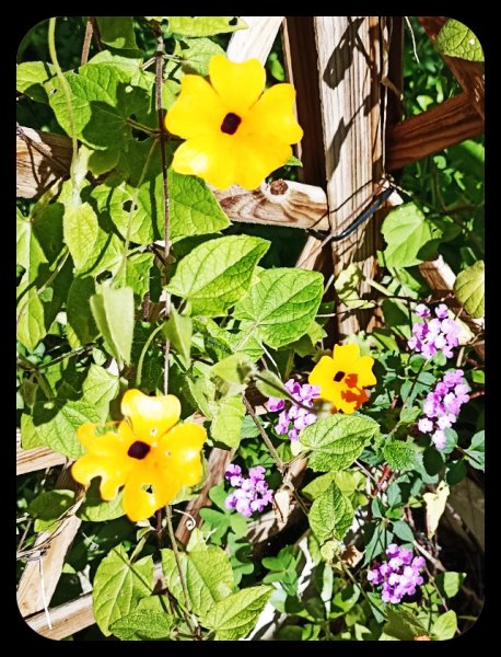 Thunbergia 18 Jan 23.jpg