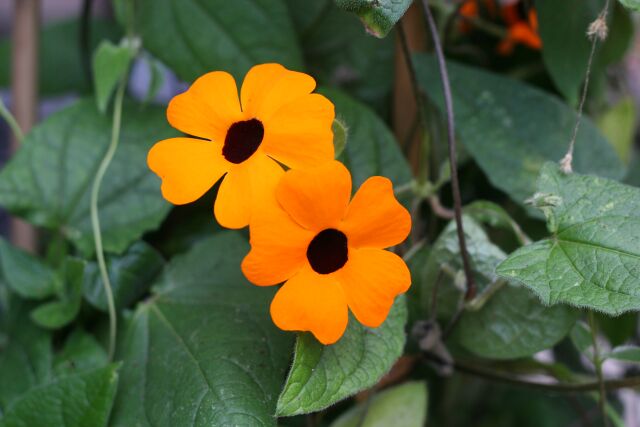 Thunbergia alata.JPG