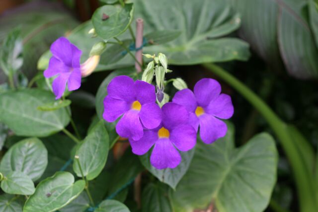 Thunbergia battiaconbei.JPG