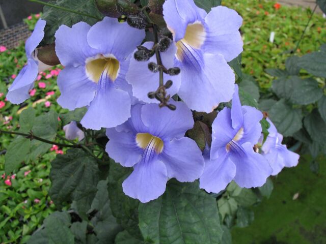 Thunbergia grandiflora.jpg