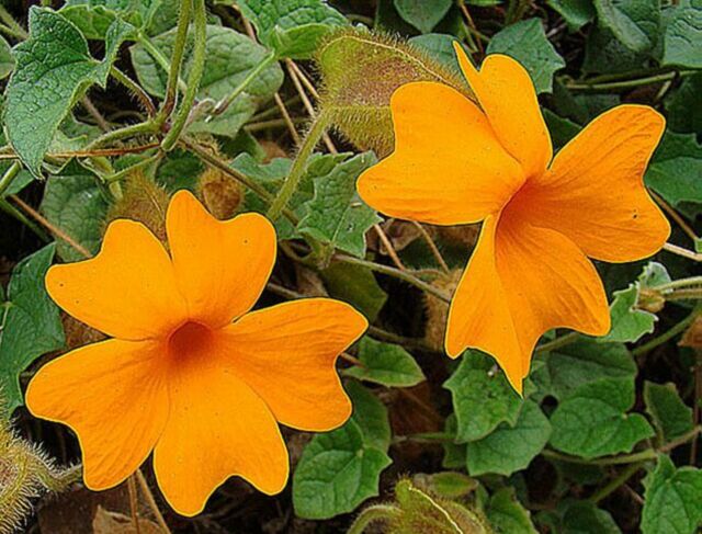 Thunbergia gregorii.jpg