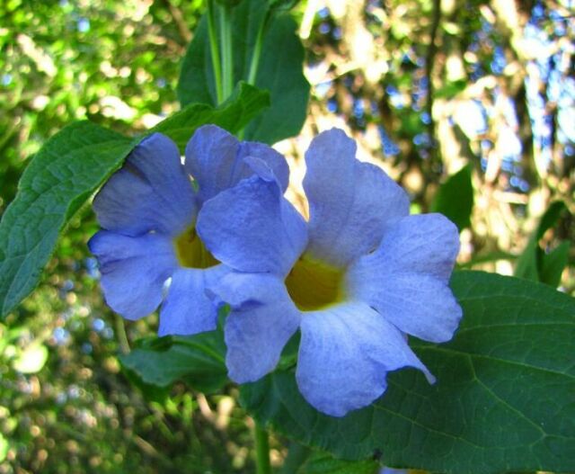 Thunbergia natalensis.jpg