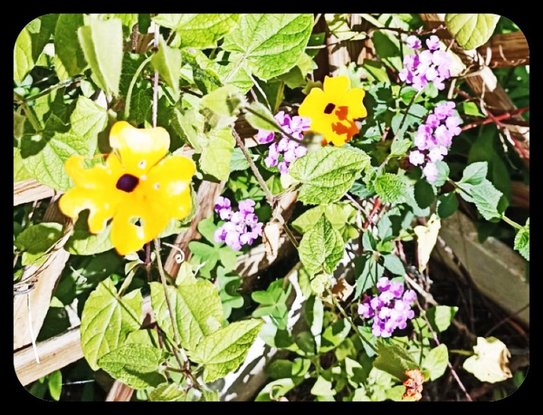 Thunbergia Verbena 18 Jan 23.jpg