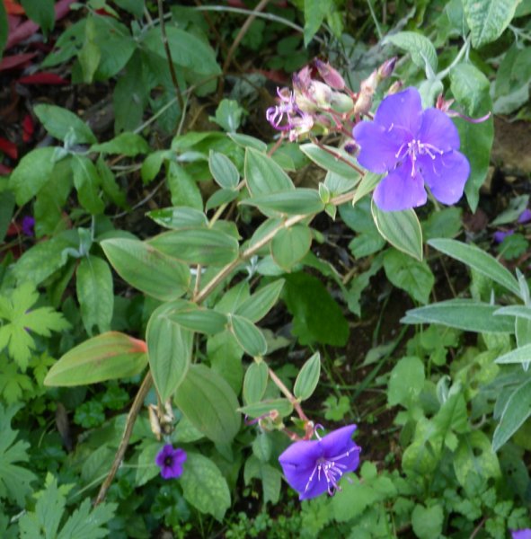 Tibouchina urvilleana 2.JPG