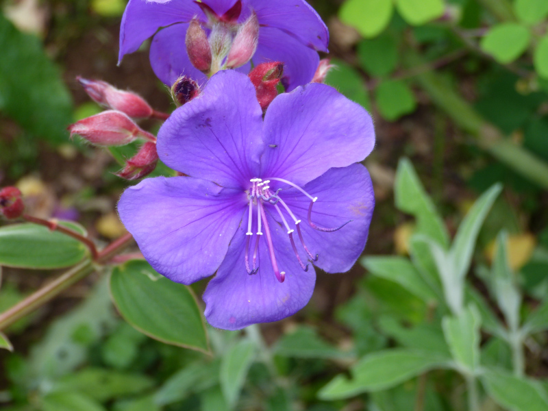 Tibouchina urvilleana.JPG