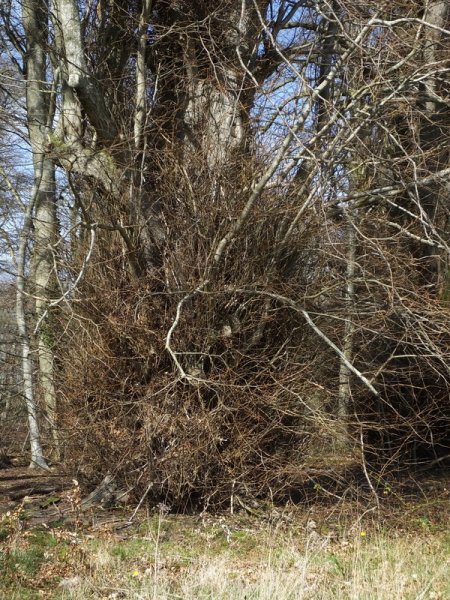 TILIA X  EUROPAEA  COMMON  LIME 19-04-2018 15-45-46.JPG