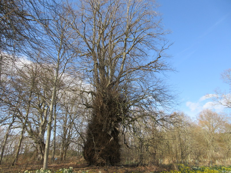 TILIA X  EUROPAEA  COMMON  LIME 19-04-2018 15-46-48.JPG