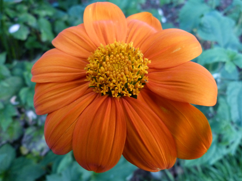 Tithonia Torch.JPG