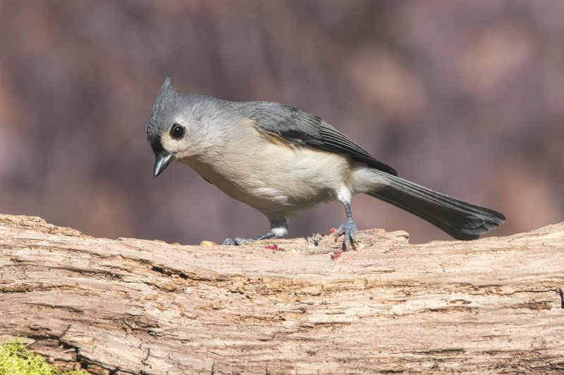 Titmouse on a log.jpg