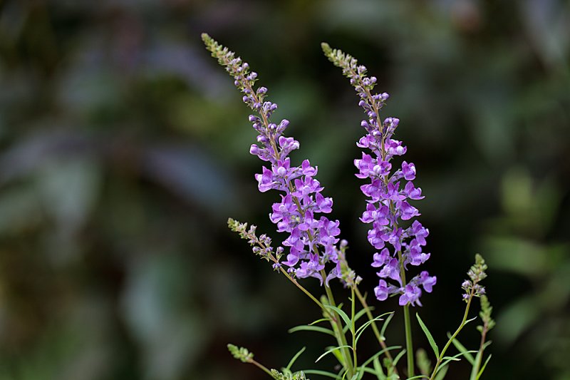 Toadflax-f4.jpg