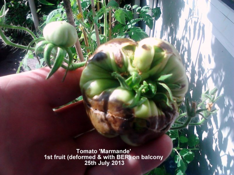 Tomato _Marmande_ 1st fruit (deformed _ with BER) on balcony 25-07-2013.jpg