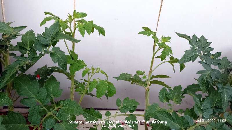 Tomato 'Gardener's Delight' ''beheaded'' on balcony 1st July 2022 001.jpg